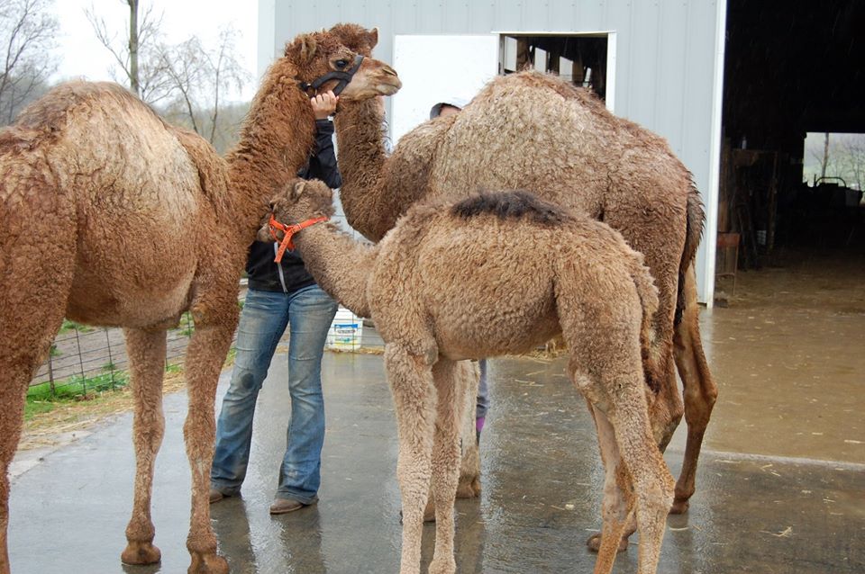 2020 Live Nativity Pricing Barnyard Petting Zoo